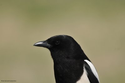 Black-billed Magpie, Chatfield SP, 8 Apr 15