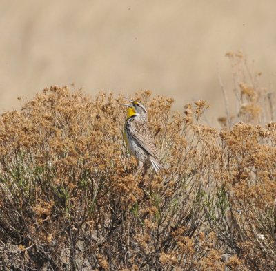 Western Meadowlark, Chatfield SP, 8 Apr 15