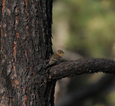 Buff-breasted Flycatcher, Rose Canyon, Mt. Lemmon, 23 Apr 15