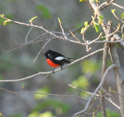 Painted Redstart, Rose Canyon, Mt. Lemmon, 23 Apr 15