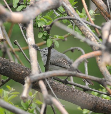 Black-capped Gnatcatcher, Florida Canyon area, 20 Apr 15