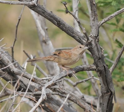 Botteri's Sparrow, Madera Canyon Rd, 20 Apr 15