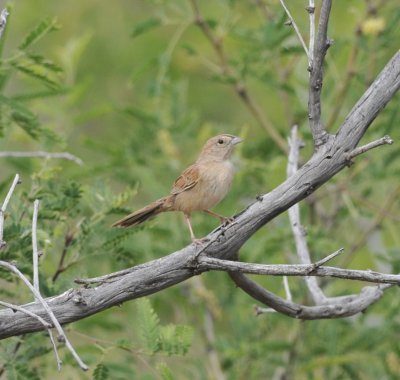 Botteri's Sparrow, Madera Canyon Rd, 20 Apr 15