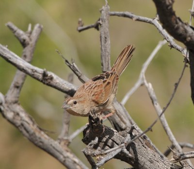 Botteri's Sparrow, Madera Canyon Rd, 20 Apr 15
