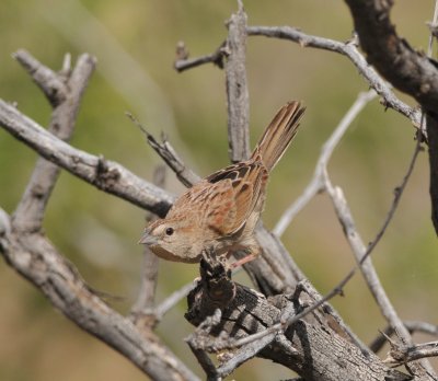 Botteri's Sparrow, Madera Canyon Rd, 20 Apr 15