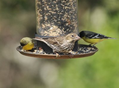 Cassin's Finch, Santa Rita Lodge, 24 Apr 15