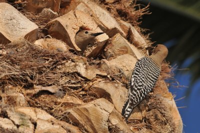 Gila Woodpecker nest, Reid Park, Tucson, 22 Apr 15