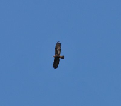 Golden Eagle, Florida Canyon, 24 Apr 15