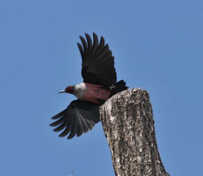 Lewiss Woodpecker, Madera Highlands park in Green Valley, 24 Apr 15