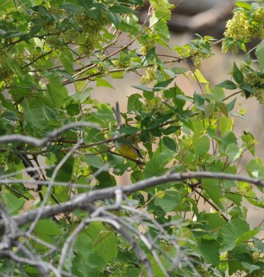 Rufous-capped Warbler, Florida Canyon, 24 Apr 15