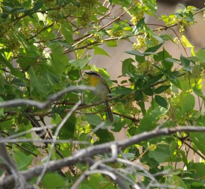 Rufous-capped Warbler, Florida Canyon, 24 Apr 15