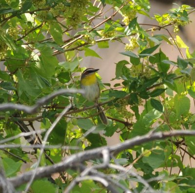 Rufous-capped Warbler, Florida Canyon, 24 Apr 15