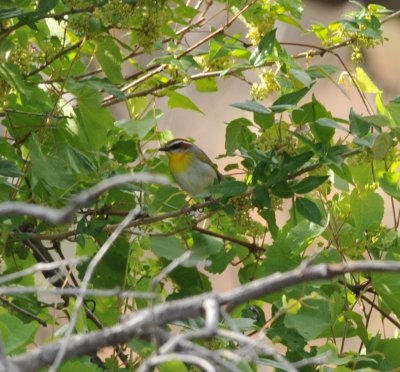 Rufous-capped Warbler, Florida Canyon, 24 Apr 15