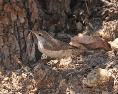 Rock Wren, Salero Canyon Rd, 21 Apr 15