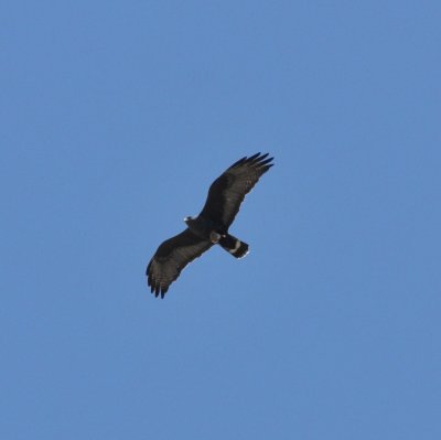 Zone-tailed Hawk, Paton's Place, 21 Apr 15