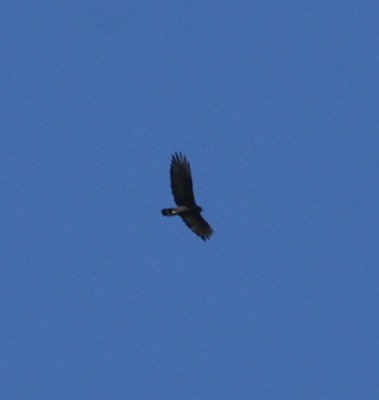 Zone-tailed Hawk, Mt Lemmon, 23 Apr 15