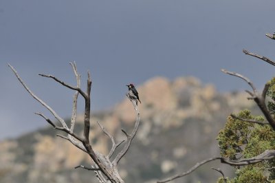 Acorn Woodpecker, Santa Rita Lodge, 20 Apr 15