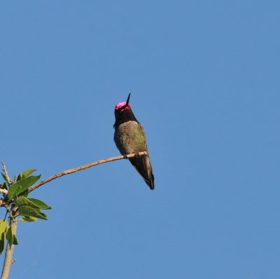 Anna's Hummingbird, Reid Park, 22 Apr 15