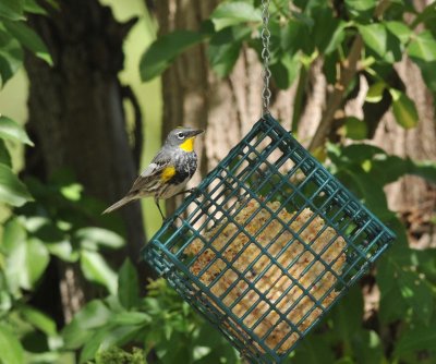 Audubon Warbler, Paton's Place, 21 Apr 15