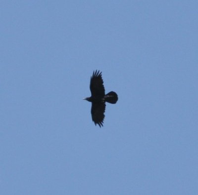 Chihuahuan Raven, Green Valley area, 24 Apr 15