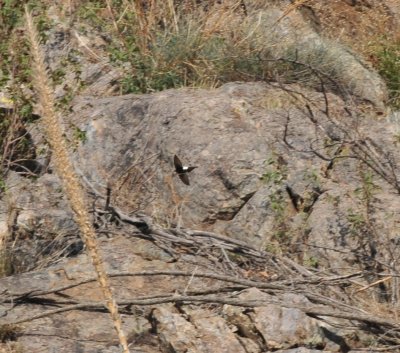 White-throated Swift, Florida Canyon, 24 Apr 15