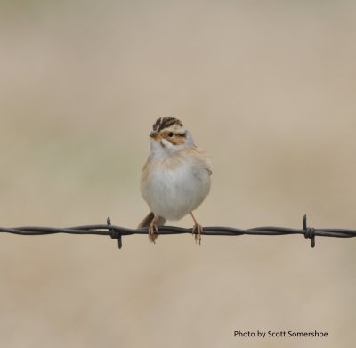 Clay-colored Sparrow, Pawnee National Grasslands, Weld Co., CO, 4 May 15