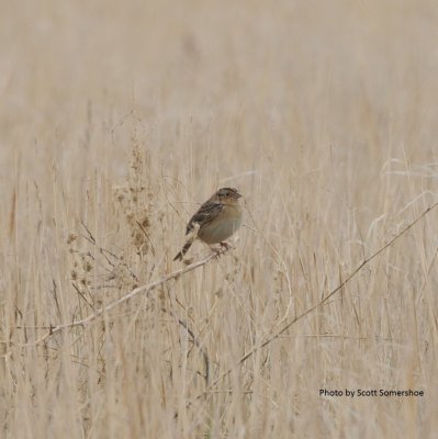 Grasshopper Sparrow, , Pawnee National Grasslands, Weld Co., CO, 4 May 15
