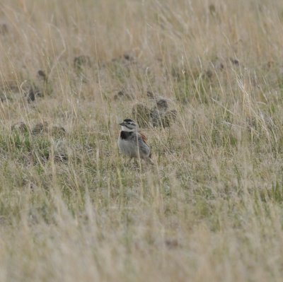 McCown's Longspur, Pawnee National Grasslands, Weld Co., CO, 4 May 15