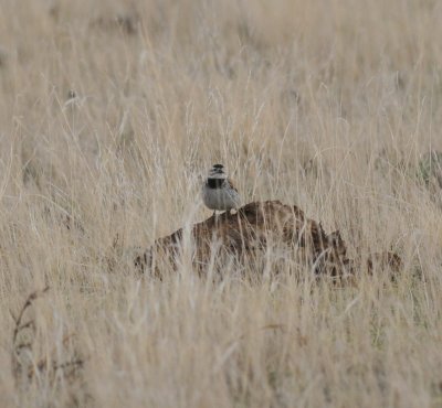 McCown's Longspur, Pawnee National Grasslands, Weld Co., CO, 4 May 15