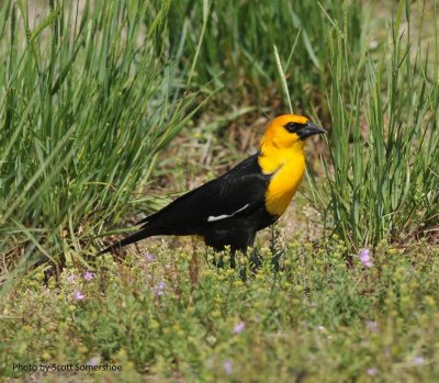 Yellow-headed Blackbird, Jackson Lake SP, 4 May 15