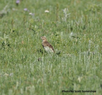 Chestnut-collared Longspur, female, in prairie dog town, Phillips Co, MT