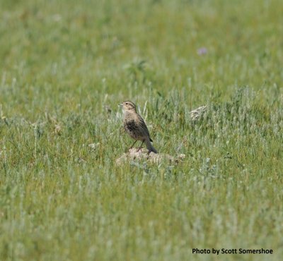 Chestnut-collared Longspur, female, in prairie dog town, Phillips Co, MT