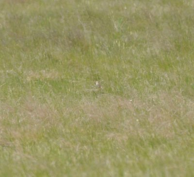 That is a Baird's Sparrow, Phillips Co., MT.