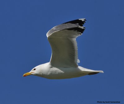 California Gull patroling prairie dog town, Phillips Co, MT