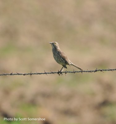 Sage Thrasher, along Ester Lake BBS route, Phillips Co, MT