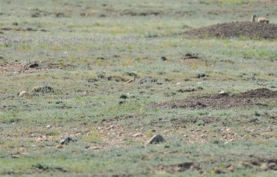 Mountain Plover, in prairie dog town in Phillips Co., MT
