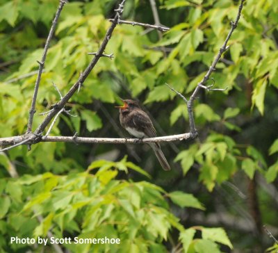 Black Phoebe, Waterton Canyon, Jeff Co., CO, 14 July 2015