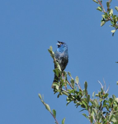 Indigo-Lazuli Bunting hybrid (I think) Waterton Canyon, Jeff Co., CO, 14 July 2015