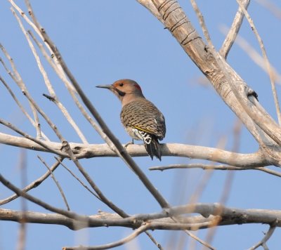 Yellow-shafted Flicker, Crow Valley Campground, Weld Co, CO, 14 Sept 15
