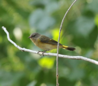 American Redstart, Crow Valley Campground, Weld Co, CO, 14 Sept 15
