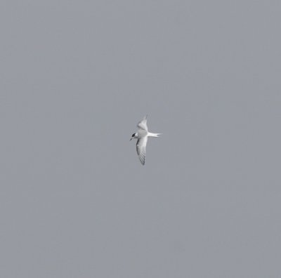 Arctic Tern (juv), Chatfield SP, Jefferson Co., CO, 3 Oct 15 