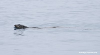 Bodega Bay, Calif pelagic trips, 21-23 Aug 2015