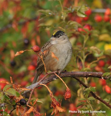 Golden-crowned Sparrow, near Medford OR, 19 Oct 15