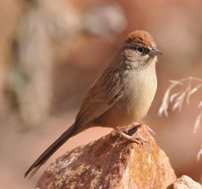 Rufous-crowned Sparrow, Tunnel Dr, Fremont Co., CO, 30 Dec 15