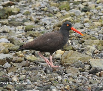 Black Oystercatcher, Kachemak Bay, 22 Apr 16