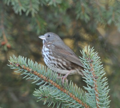 Fox Sparrow, Homer, AK