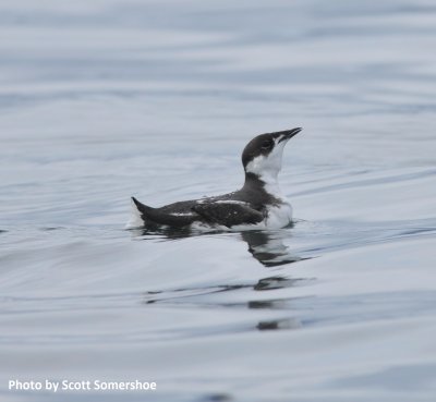 Marbled Murrelet, Kachemak Bay, 23 Apr 16