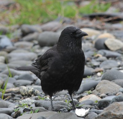 Northwestern Crow, Lands End, Homer Spit,