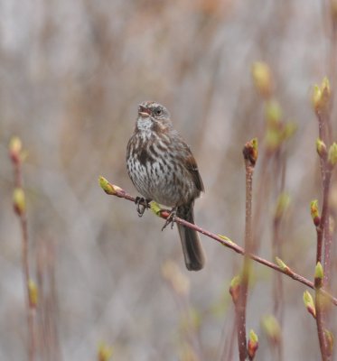 Song Sparrow, Homer AK