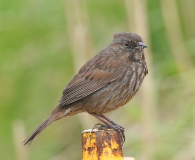 Song Sparrow, Lands End, Homer Spit